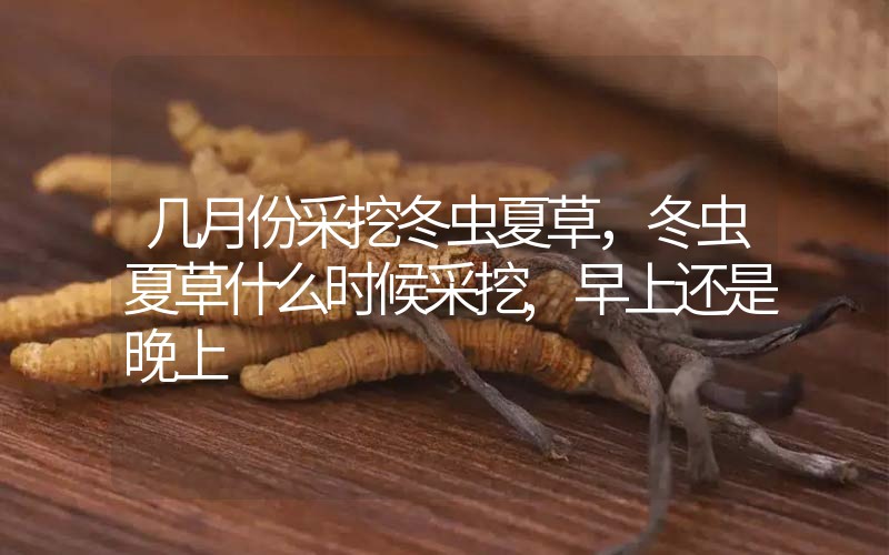 几月份采挖冬虫夏草，冬虫夏草什么时候采挖,早上还是晚上