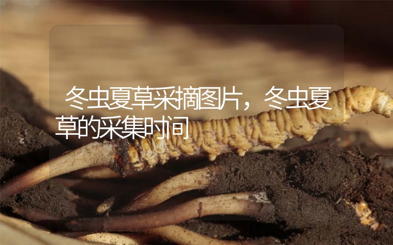 冬虫夏草采摘图片，冬虫夏草的采集时间