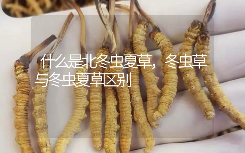 什么是北冬虫夏草，北冬虫草与冬虫夏草区别