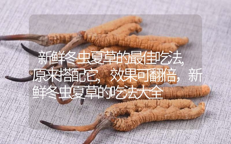 新鲜冬虫夏草的最佳吃法,原来搭配它,效果可翻倍，新鲜冬虫夏草的吃法大全