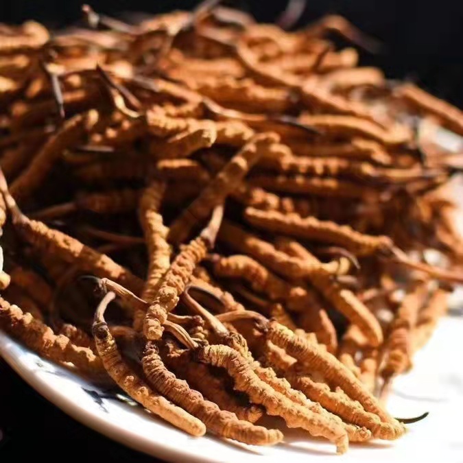 冬虫夏草为什么这么贵呢？有便宜的能买吗