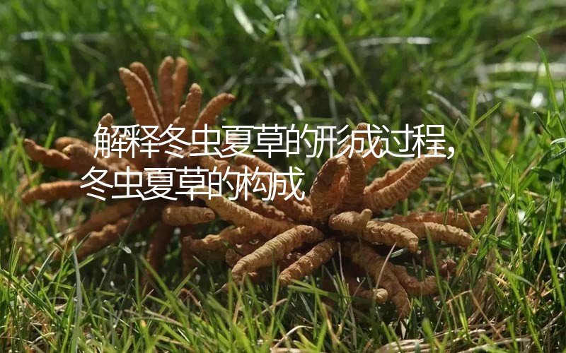 解释冬虫夏草的形成过程，冬虫夏草的构成