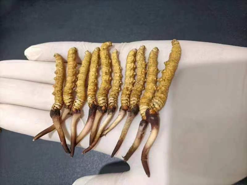 食用野生冬虫夏草有哪些方面的禁忌呢