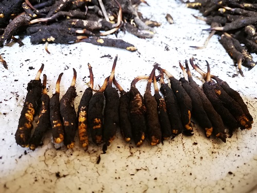 采挖的新鲜野生冬虫夏草的价格多少呢