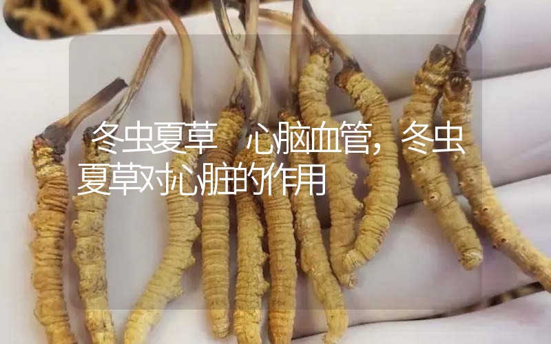 冬虫夏草 心脑血管，冬虫夏草对心脏的作用