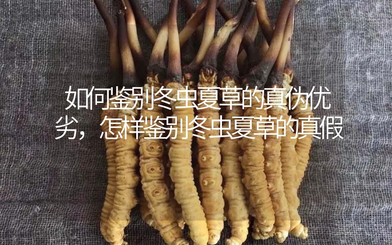 如何鉴别冬虫夏草的真伪优劣，怎样鉴别冬虫夏草的真假