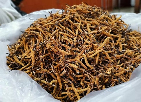 吃了野生的冬虫夏草会不会上火呢