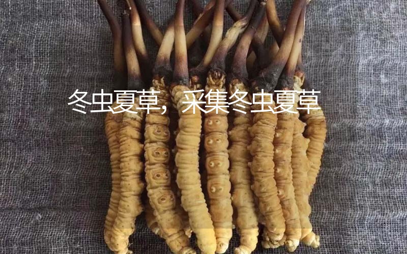 冬虫夏草采挖时间，什么时候采集冬虫夏草