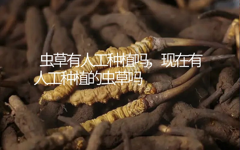 虫草有人工种植吗，现在有人工种植的虫草吗