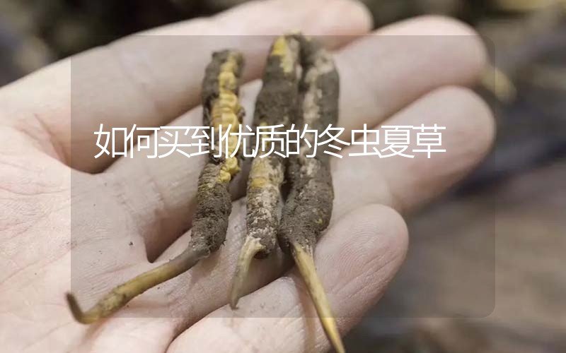 如何买到优质的冬虫夏草,那曲虫草如何分辨