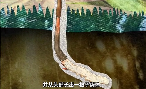 冬虫夏草到底是虫还是草？你猜到了吗？