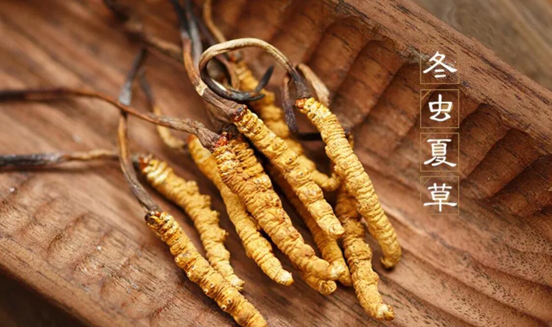 冬虫夏草有什么药用价值？冬虫夏草作用与效果