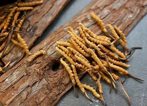 野生的冬虫夏草有哪些功能和食用禁忌呢