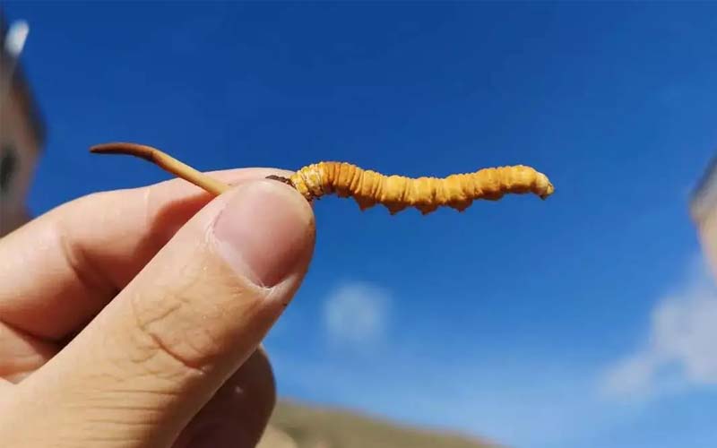 冬虫夏草可不是人人能吃的，以下三类人不能吃冬虫夏草