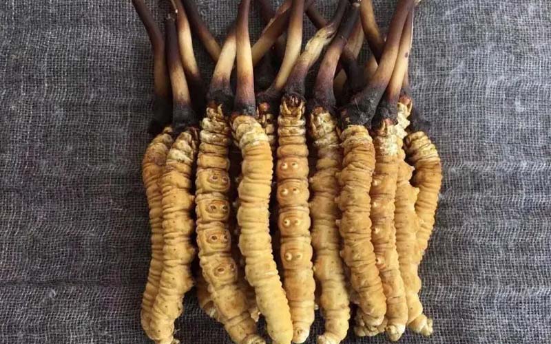 虫草应该怎么挑选(冬虫夏草如何挑选与鉴别)
