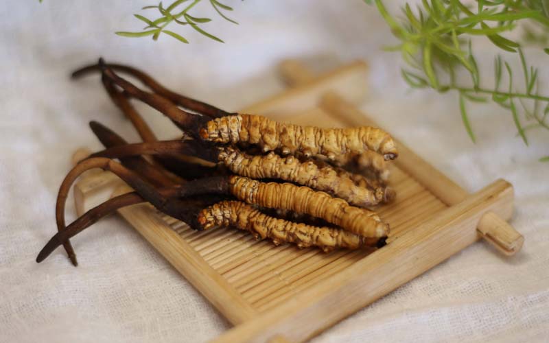 新鲜冬虫夏草怎么保存?(新鲜虫草怎么保存最好)