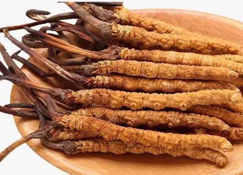 冬虫夏草禁忌人群以及注意事项(三类人不能吃冬虫夏草)