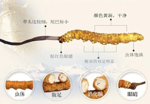 冬虫夏草真假的辨别