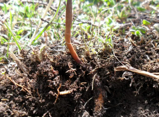 新鲜野生冬虫夏草是怎么形成的？人工养殖需要哪些条件？