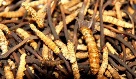 为什么鲜干草泡水味道香味淡，如何判断冬虫夏草是不是鲜干草？