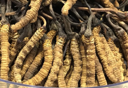 吃冬虫夏草会出现过敏情况吗？冬虫夏草适合什么人吃？