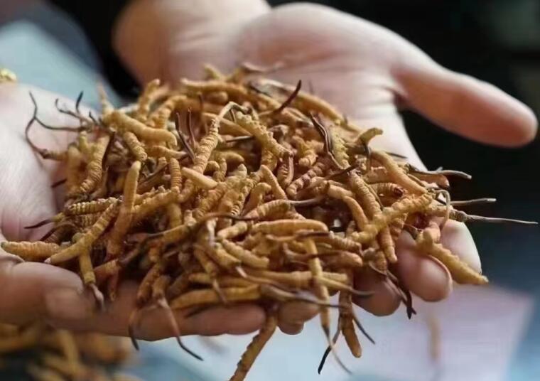 冬虫夏草成分有哪些?新鲜冬虫夏草哪里好？