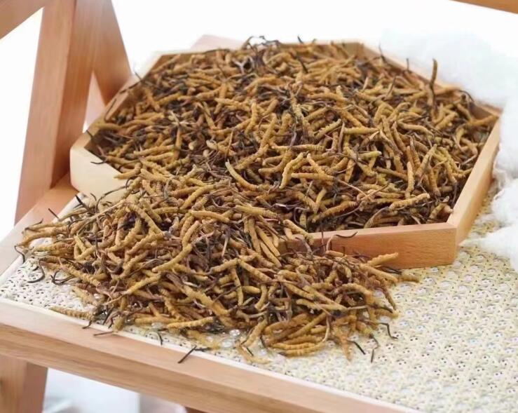 冬虫夏草营养在虫还是草