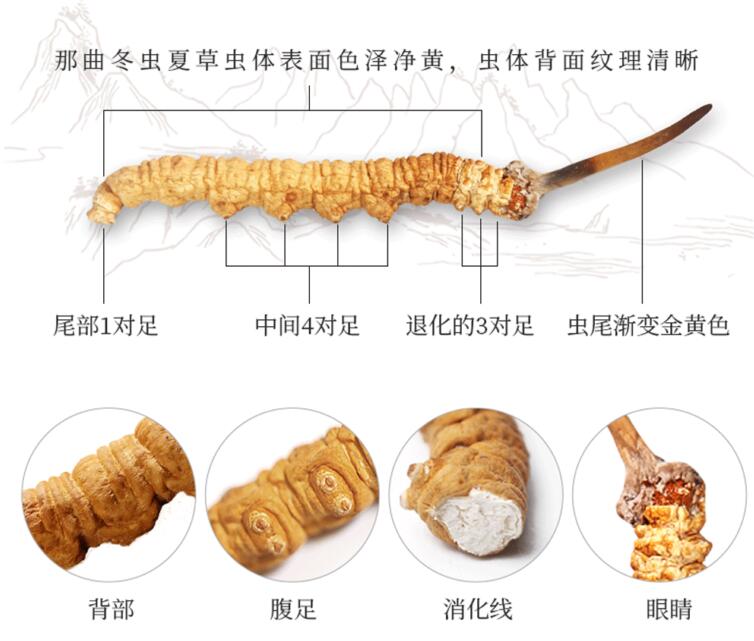 冬虫夏草