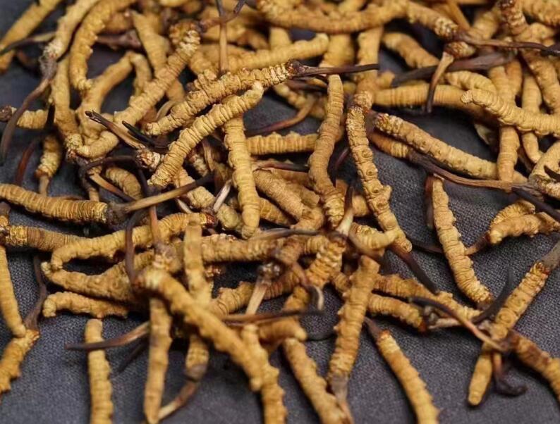冬虫夏草的草头是长的好还是短的好？冬虫夏草的草把子（尾巴）是长好还是短好？