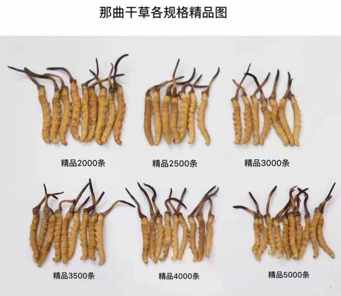 冬虫夏草的生长过程详解