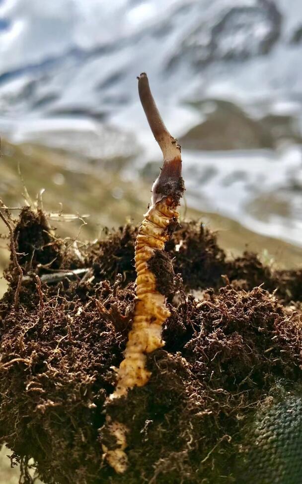 冬虫夏草产地的生态因素主要包括哪些