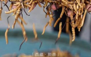 西藏那曲虫草有什么特点？