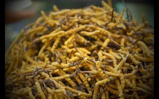 西藏虫草与其他虫草之区别大致有三
