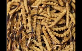 冬虫夏草抗疲劳食谱推荐