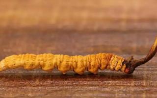野生冬虫夏草与人工虫草如何区别？