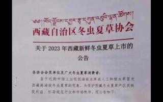 2023年西藏各产区新鲜冬虫夏草上市时间表