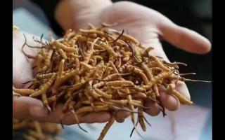 冬虫夏草的价格多少钱？