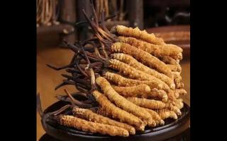 影响冬虫夏草价格因素有哪些？