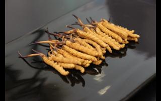 冬虫夏草的年份鉴别：了解收获时间