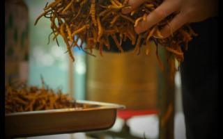 探讨在夏季保存冬虫夏草时需要注意的防潮措施
