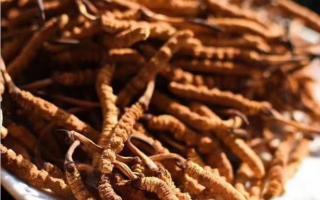 市场上冬虫夏草常见的伪品及其鉴别方法