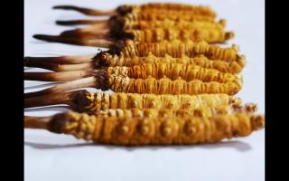 冬虫夏草里为何会有断草、牙签草、瘪草之类的！