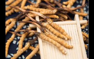 为什么头茬的冬虫夏草较受欢迎？