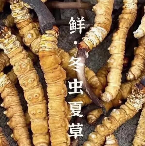 冬虫夏草为什么鲜草比干草要好