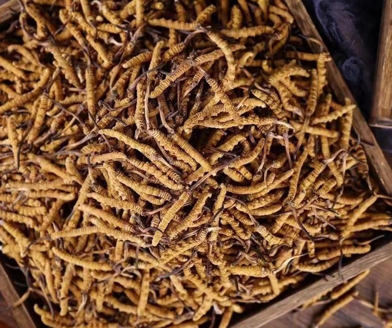 冬虫夏草和白虫草有什么区别?