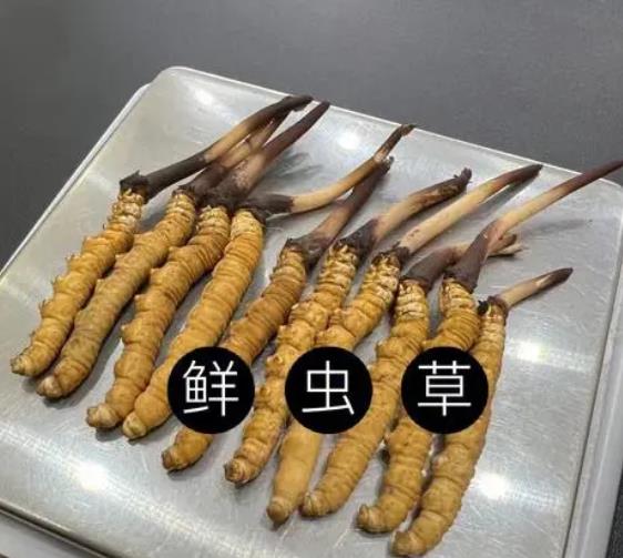 冬虫夏草为什么鲜草比干草要好  