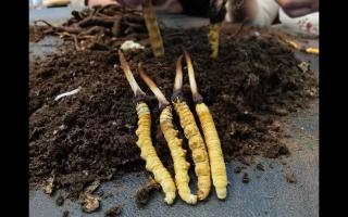冬虫夏草干草和鲜草的营养价值差别有多大