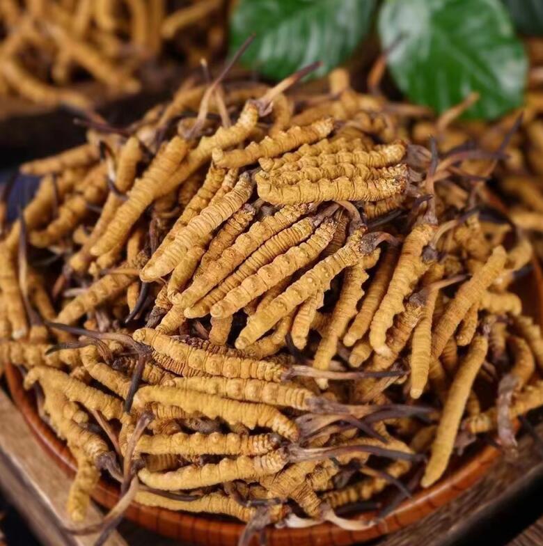 冬虫夏草炖汤是用干草还是鲜草好？
