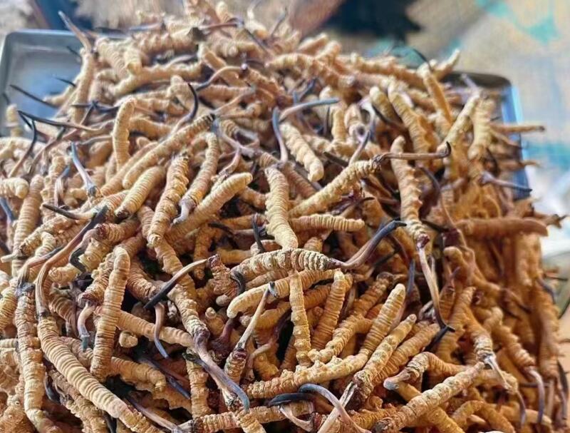 冬虫夏草的含水率多少才适合长期保存？