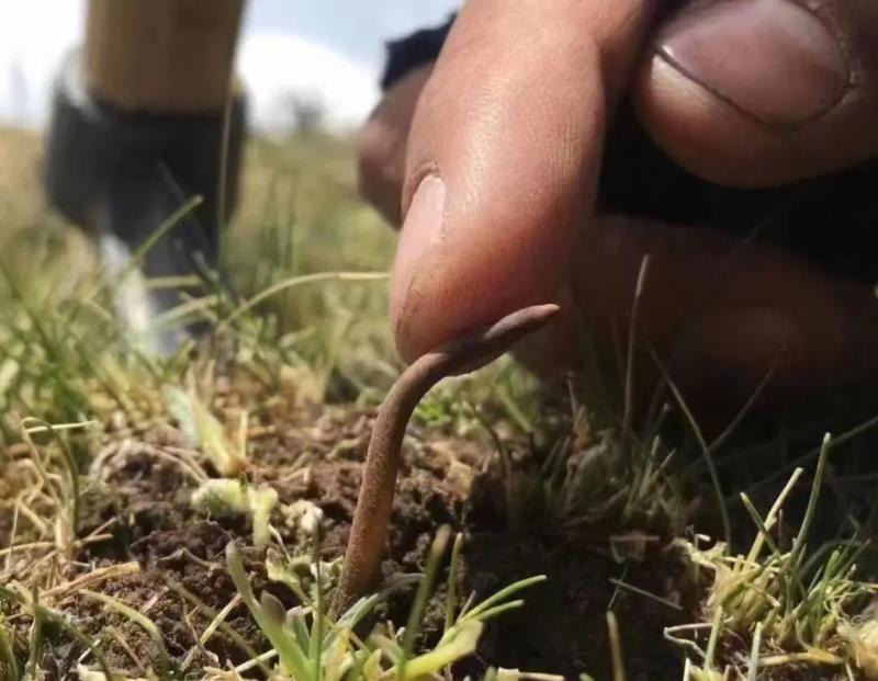 人工种植冬虫夏草的生长周期多长？